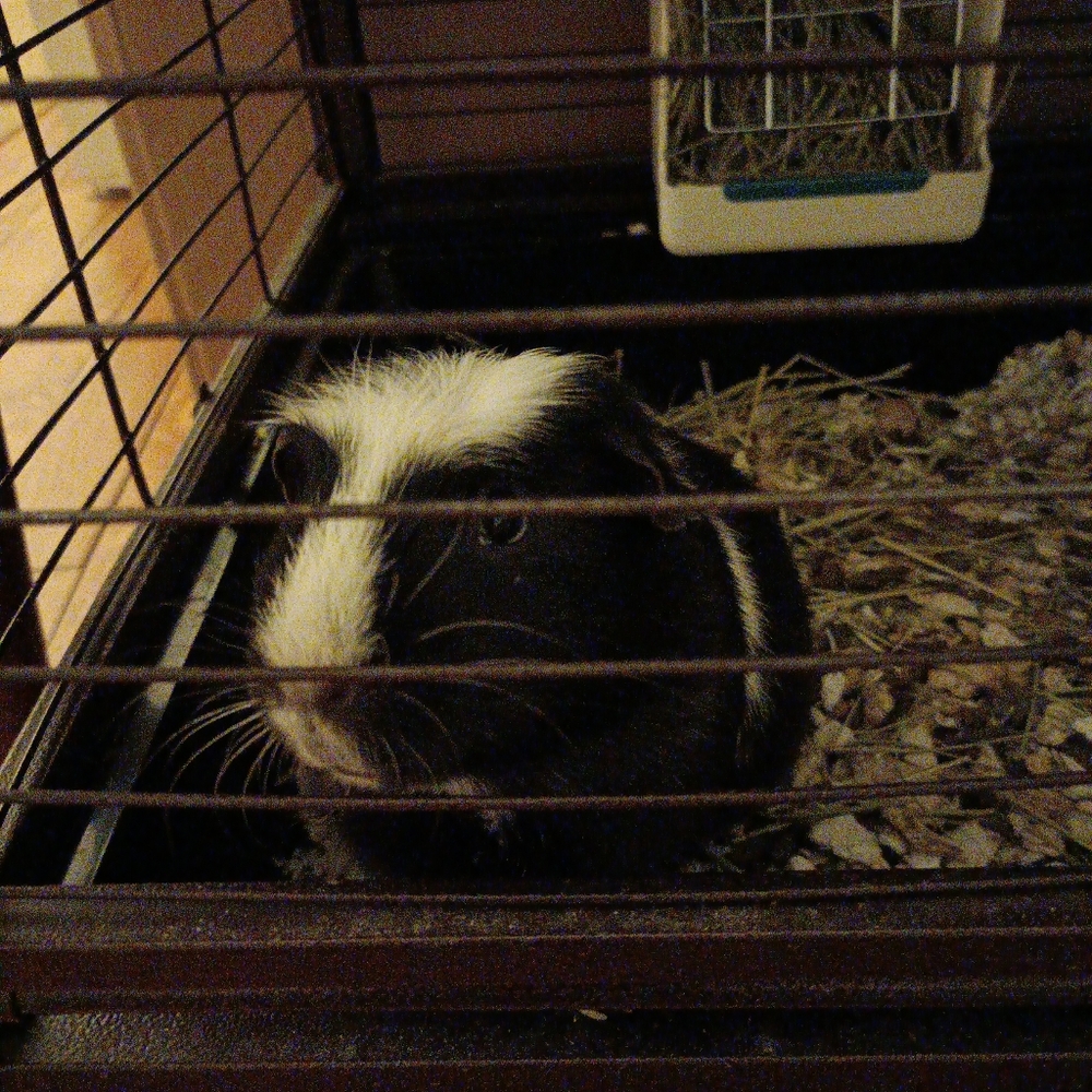 Meet the crazy bunch Skunkie and midnight